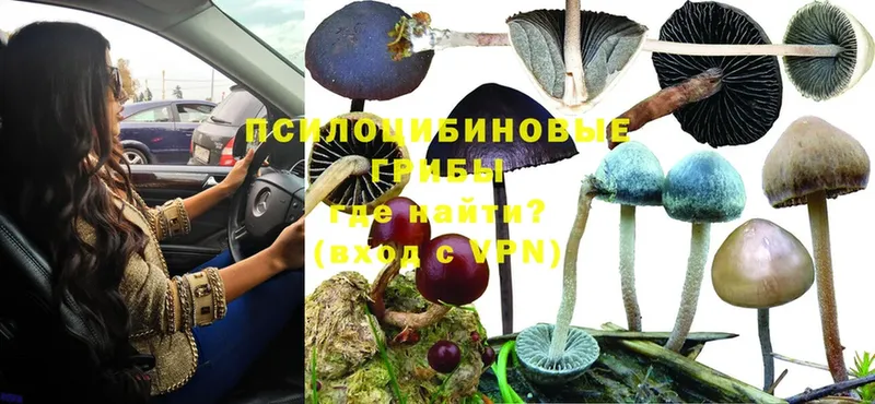 Псилоцибиновые грибы Psilocybe  продажа наркотиков  Новокубанск 